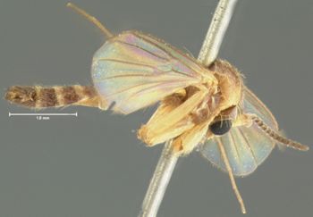Media type: image;   Entomology 1203 Aspect: habitus lateral view